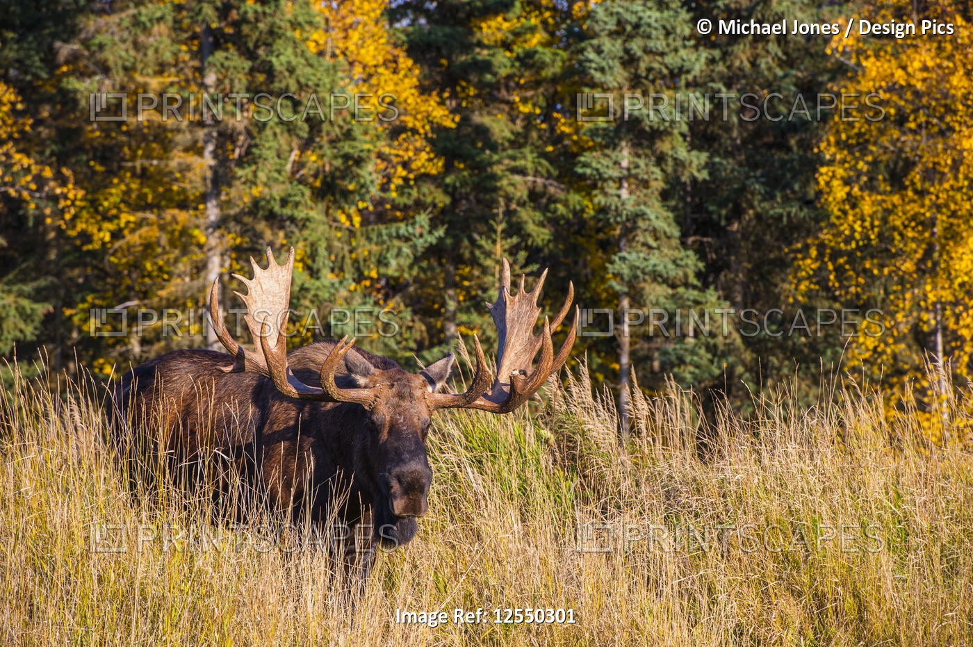 A bull moose (Alces alces) in rut in tall grass is seen in Kincade Park on a ...