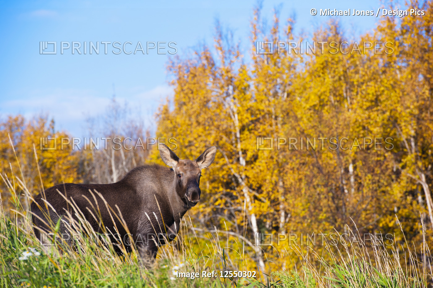 A young moose calf (Alces alces) standing in grass off the Coastal Trail in ...