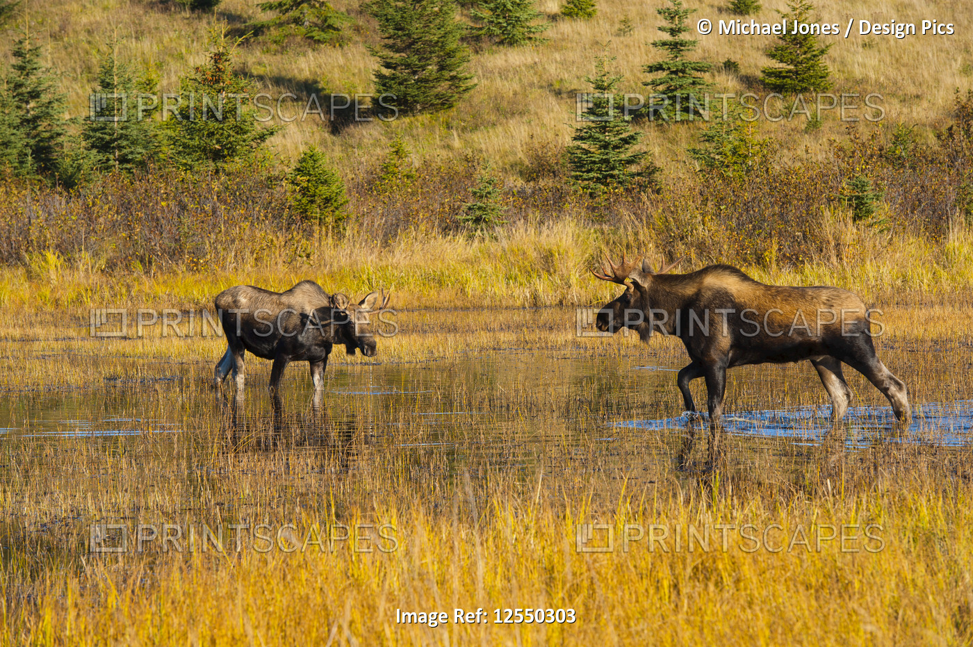 Two bull moose (Alces alces) are seen standing in a pond foraging for food off ...