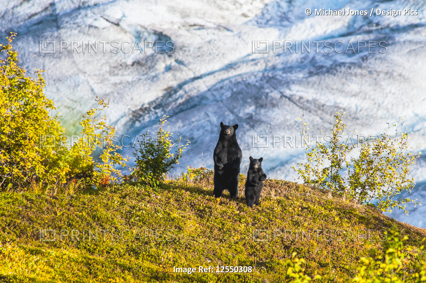 A Black bear (Ursus americanus) sow and her cub are standing on their hind legs ...