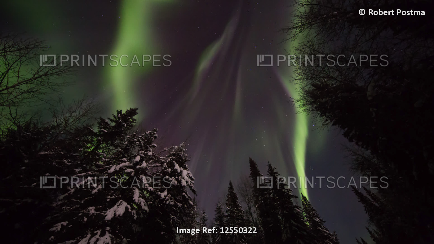 Northern Lights moving across the night sky above a snow-covered forest; Mayo, ...