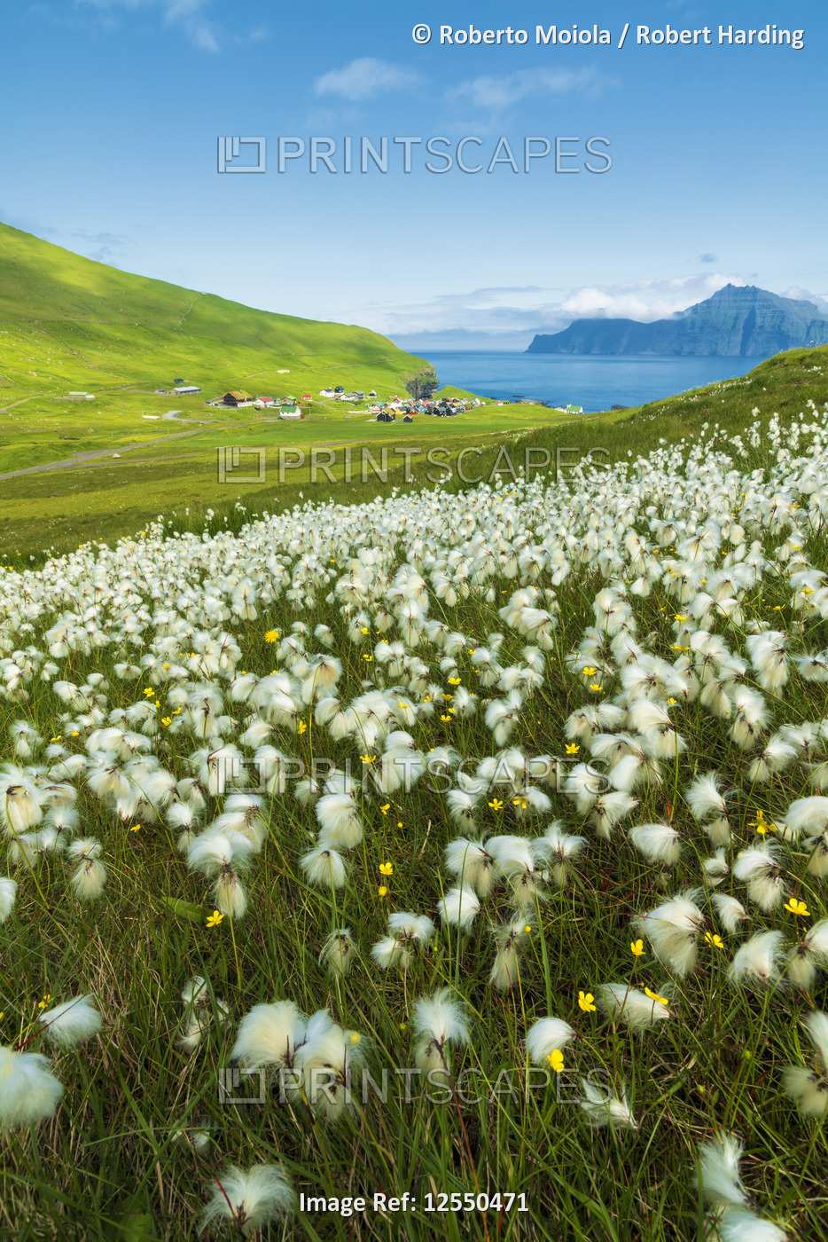 Cotton grass during summer bloom, Gjogv, Eysturoy island, Faroe Islands, Denmark
