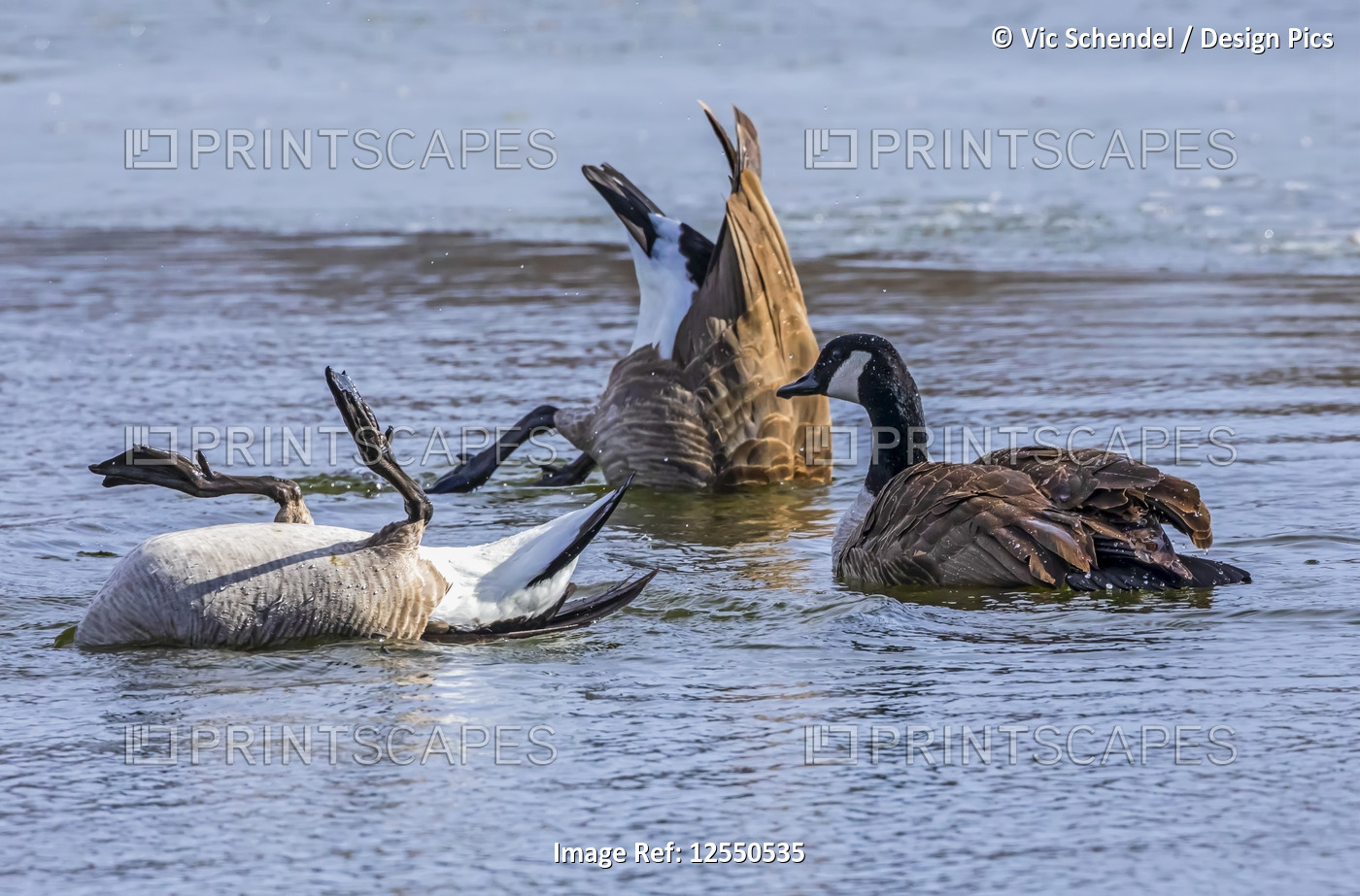 Canada geese diving for food in water