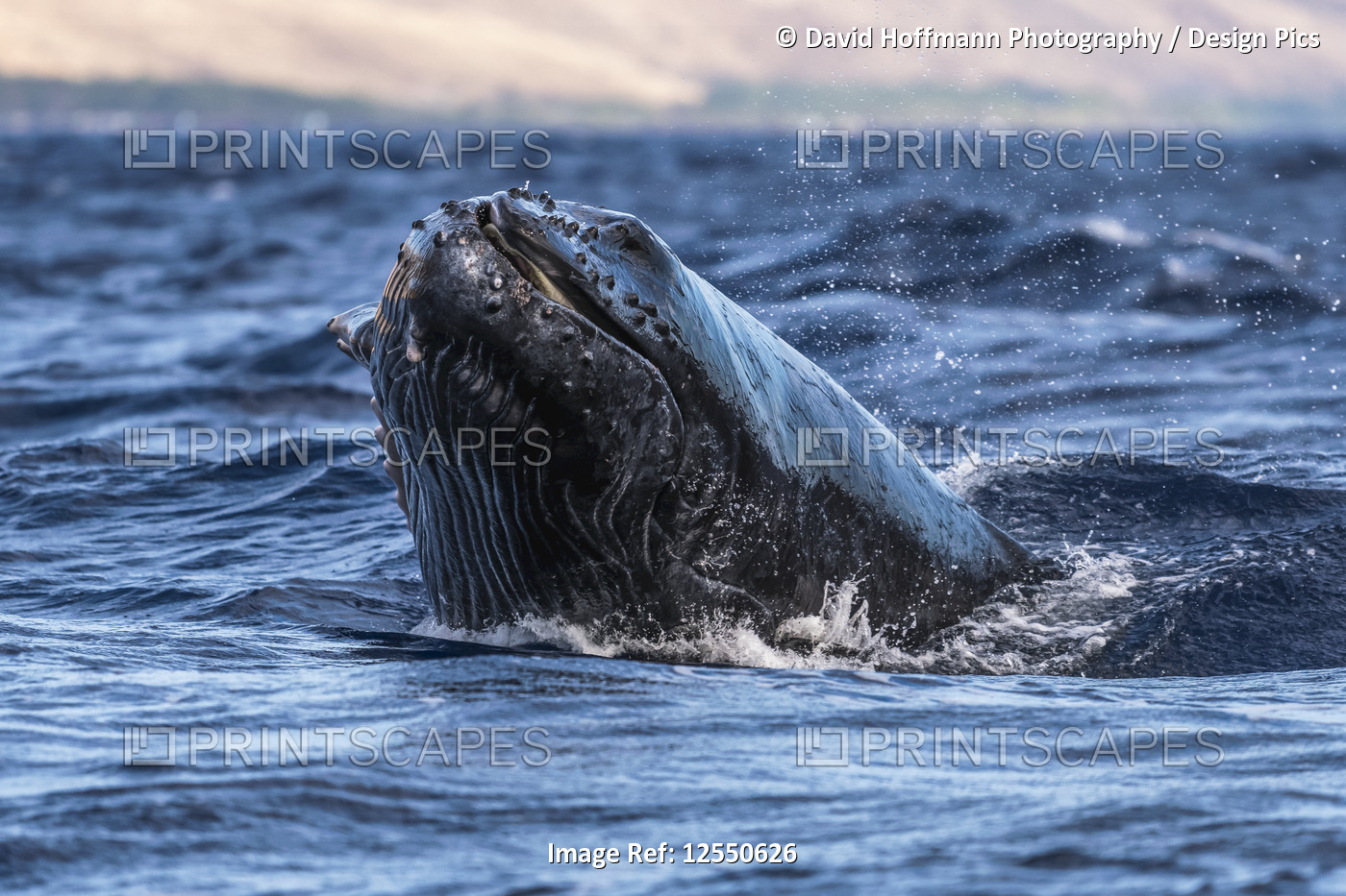 Young Humpback whale (Megaptera novaeangliae) head lunge; Lahaina, Maui, ...