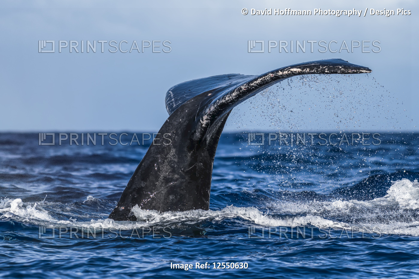 Humpback whale (Megaptera novaeangliae) fluke; Lahaina, Maui, Hawaii, United ...