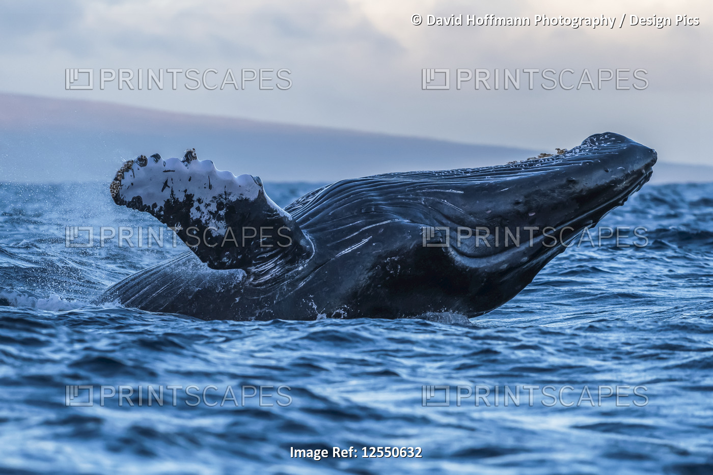 Humpback whale (Megaptera novaeangliae) breaching; Lahaina, Maui, Hawaii, ...