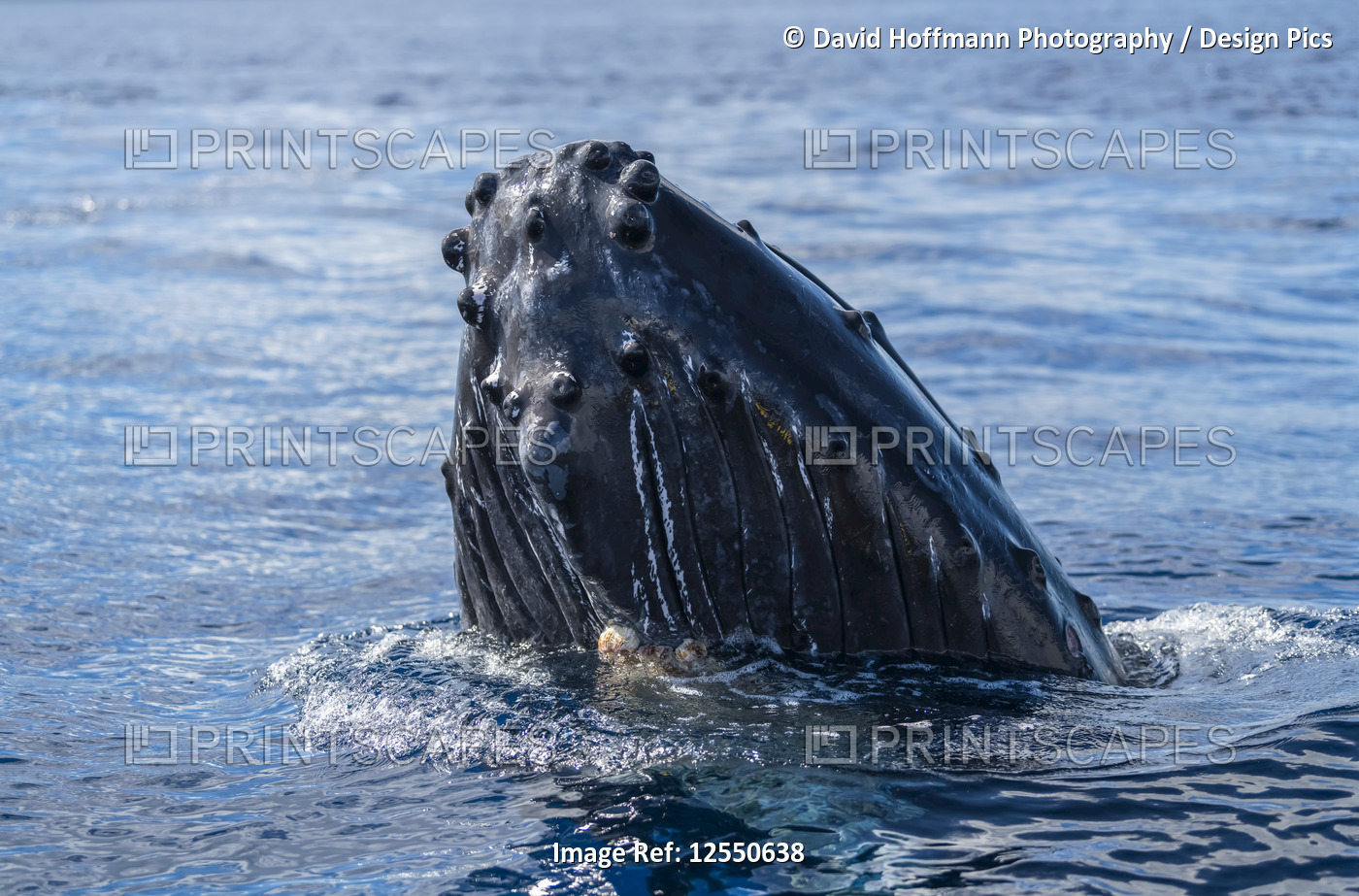 Humpback whale (Megaptera novaeangliae) spyhopping; Lahaina, Maui, Hawaii, ...