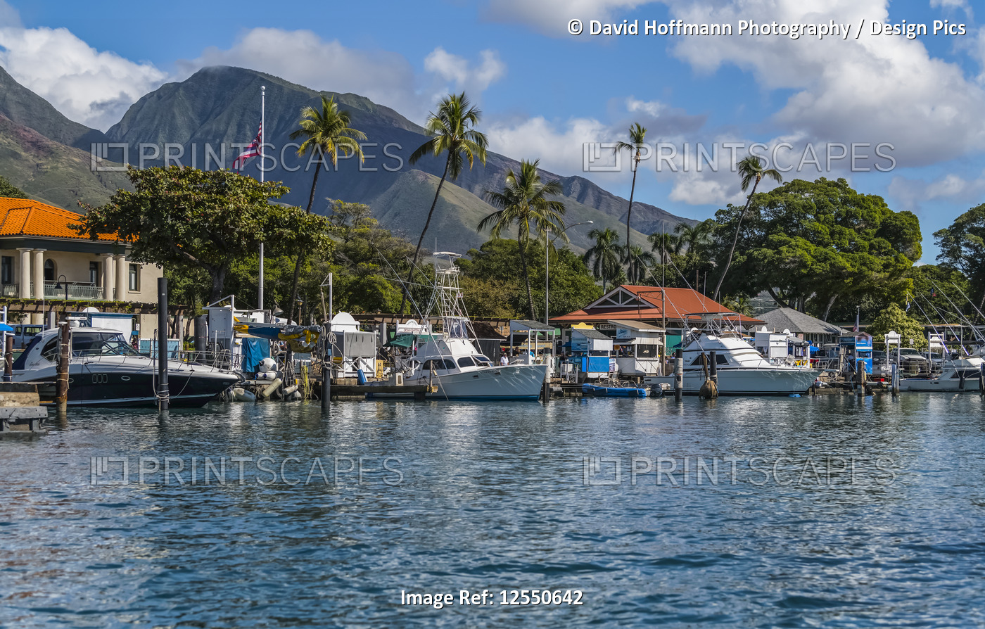 Lahanina harbour with palm trees and a view of the West Maui mountains; ...