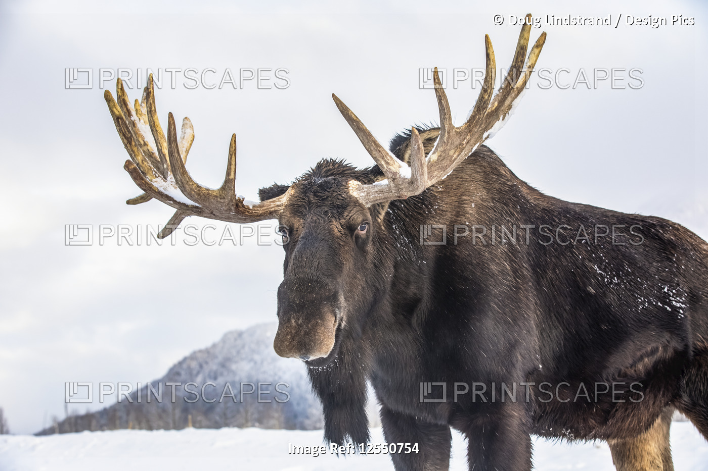 Mature bull moose (Alces alces) with antlers shed of velvet standing in snow, ...