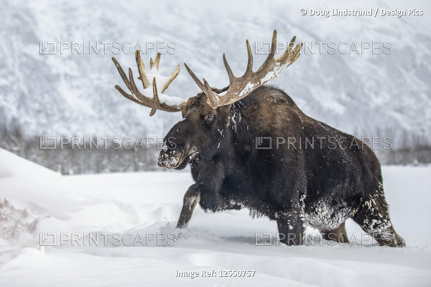 Mature bull moose (Alces alces) with antlers shed of velvet walking in snow, ...