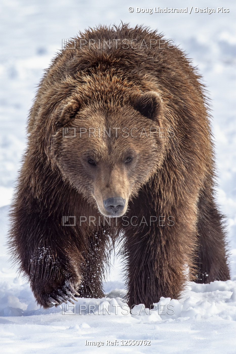 Large male Brown bear (Ursus arctos) walks towards camera in snow, captive at ...