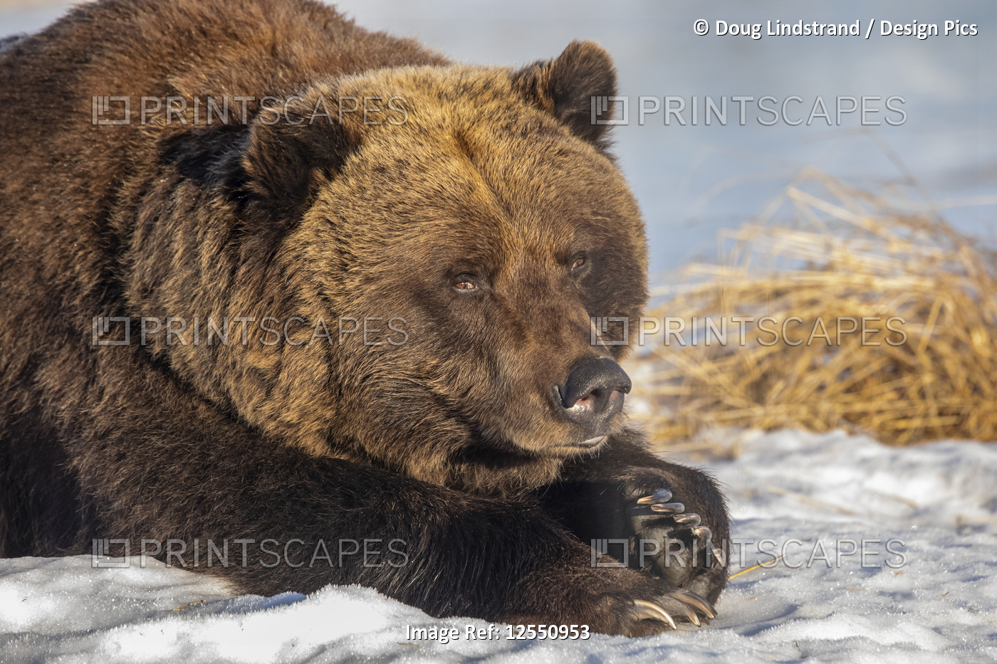 Captive female Grizzly bear (Ursus arctos horribilis),  approximately 19 years ...
