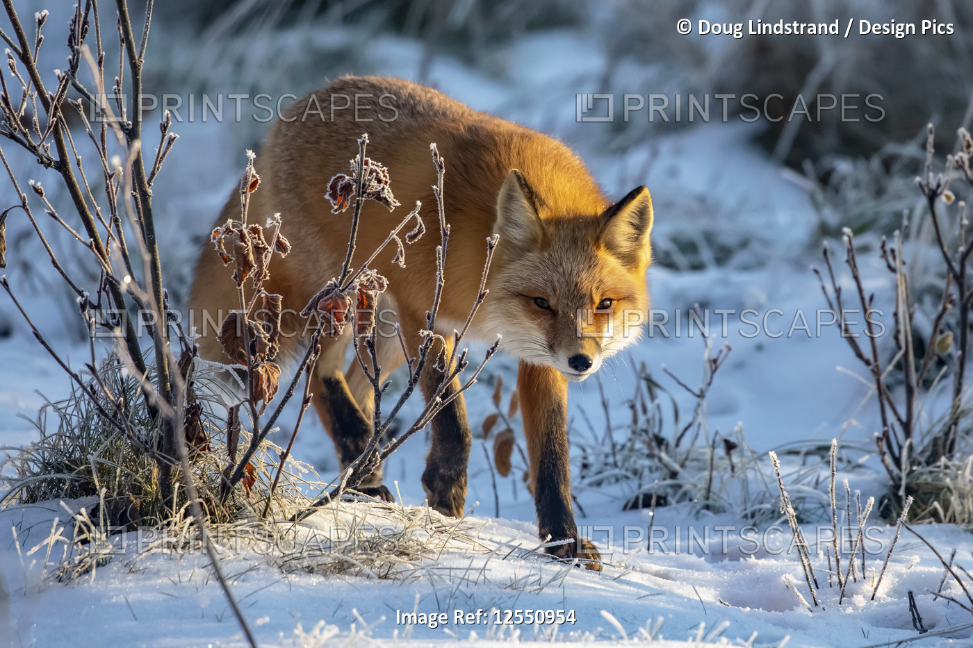 Red fox (Vulpes vulpes) in snow, Campbell Creek area, South-central Alaska; ...