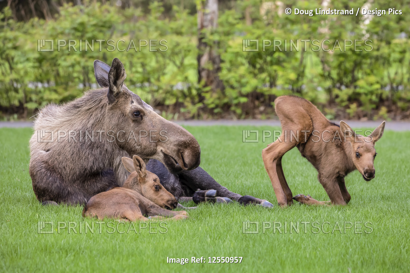 Cow moose (Alces alces) with calves rests on green grass in East Anchorage, ...