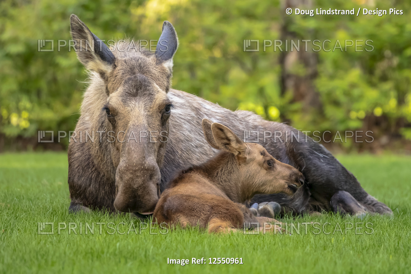 Cow moose (Alces alces) with calf rests on green grass in East Anchorage, ...