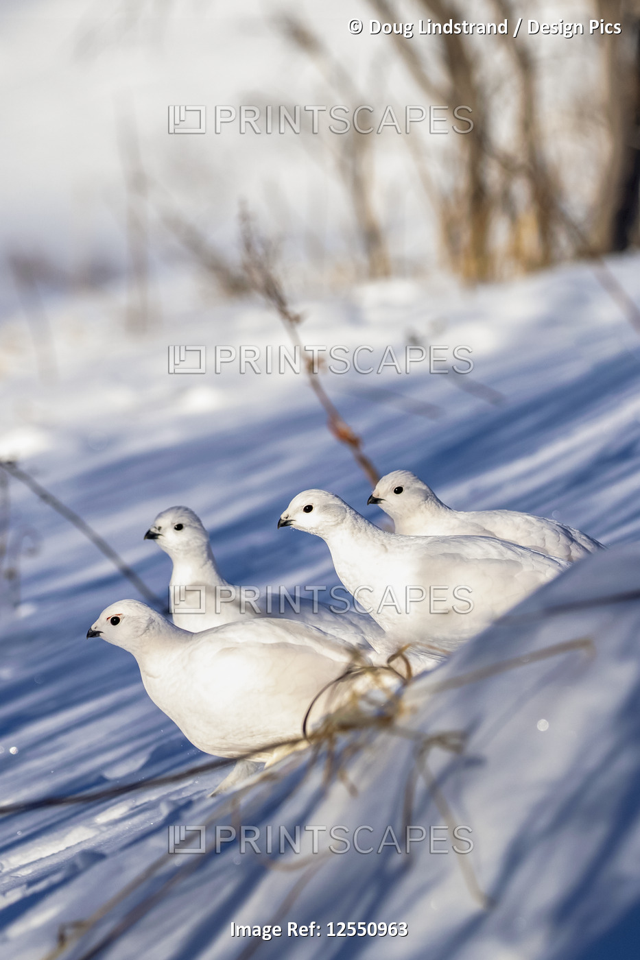 Willow Ptarmigans (Lagopus lagopus) standing in snow with white winter plumage ...