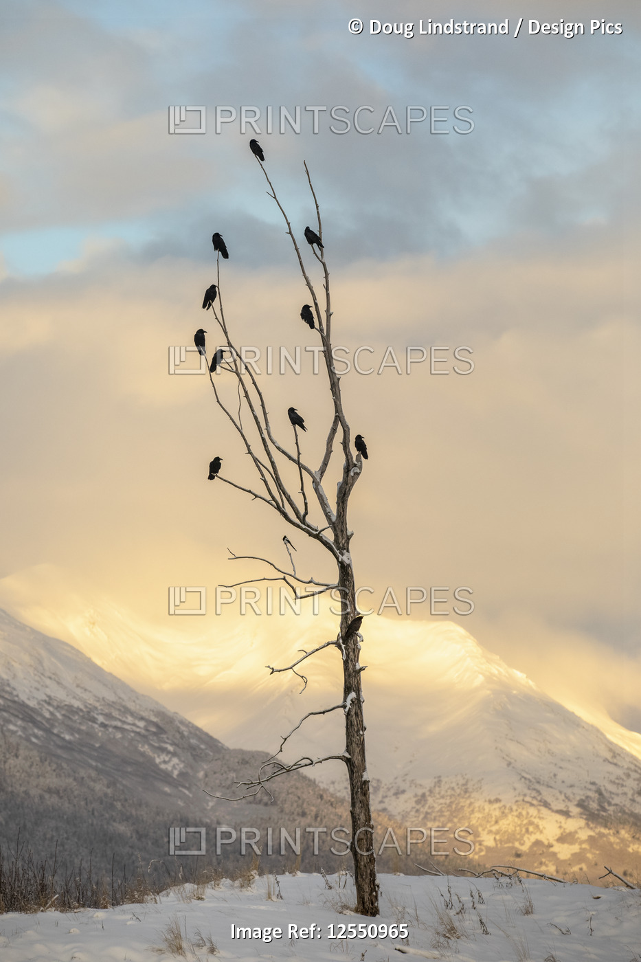 A flock of Ravens perched in an old tree in the Portage Valley at sunrise, ...