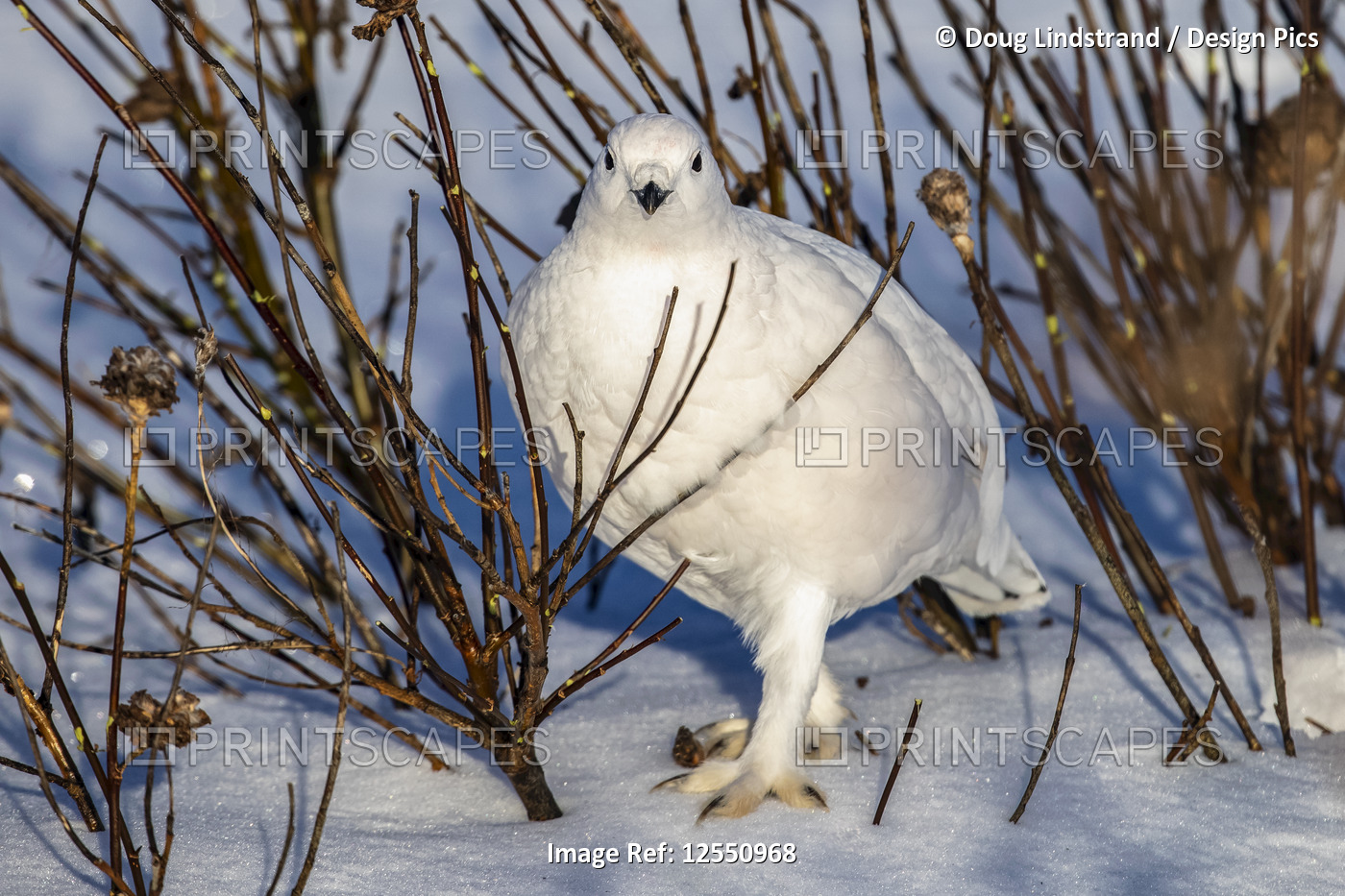 Willow Ptarmigan (Lagopus lagopus) standing in snow under a tree with white ...