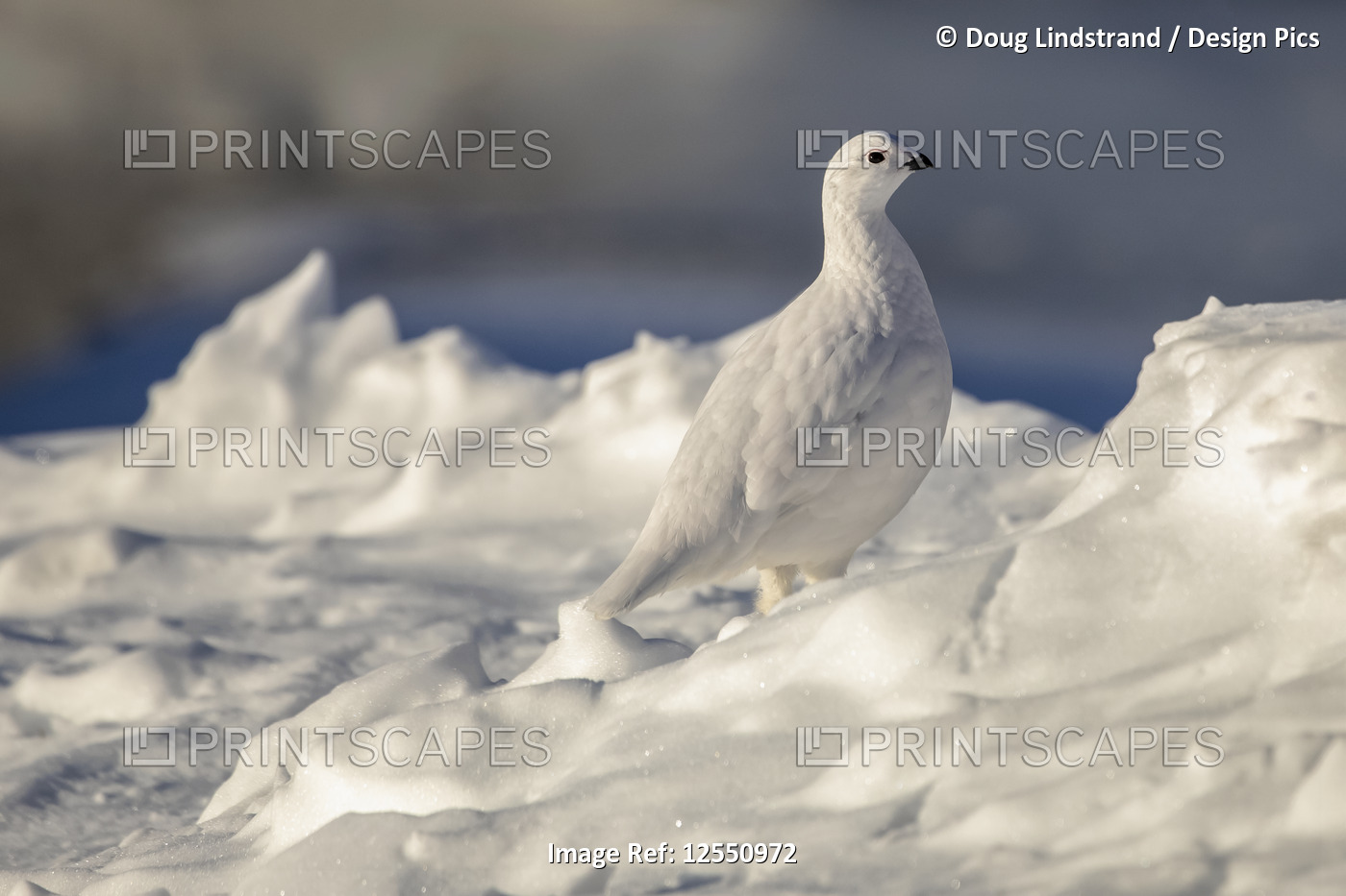 Willow Ptarmigan (Lagopus lagopus) standing in snow with white winter plumage ...