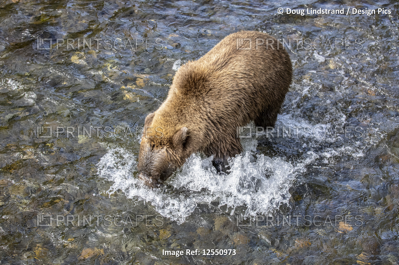 A Brown bear (Ursus arctos) fishes during the summer salmon runs in the Russian ...