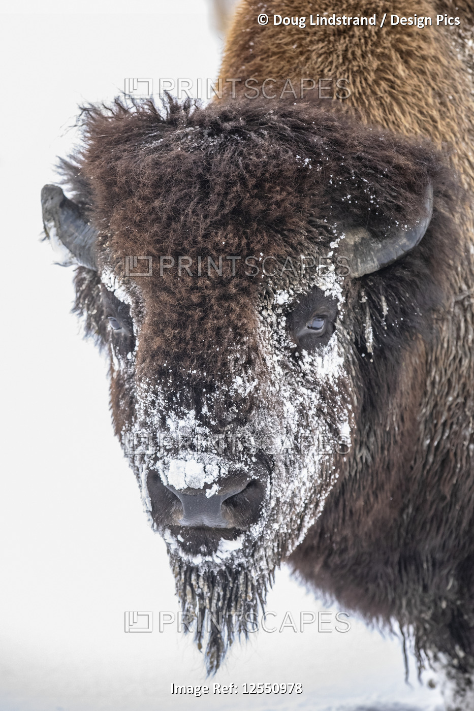 A large Wood bison bull (Bison bison athabascae) in snow, captive in Alaska ...