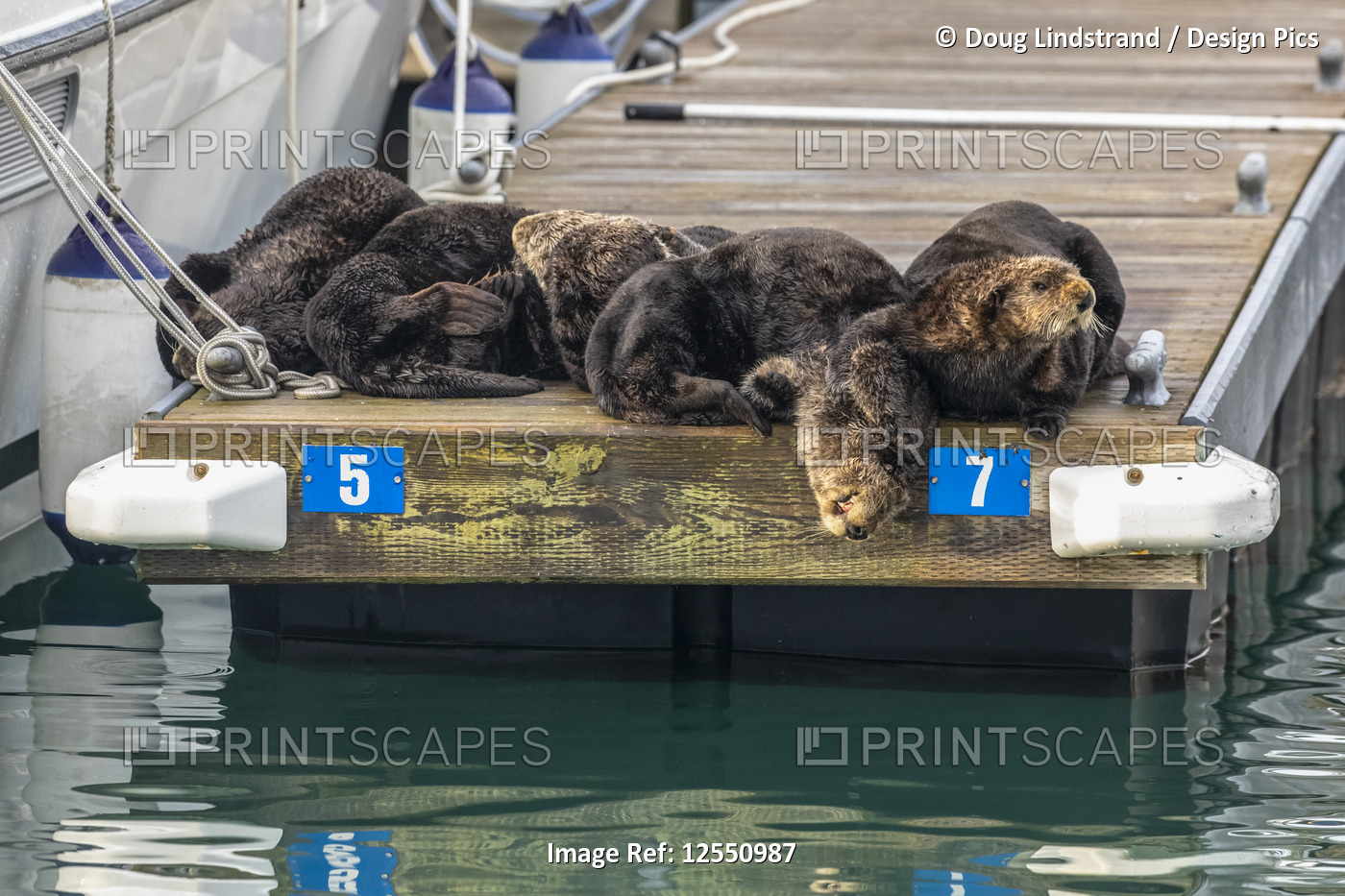 Sea Otters (Enhydra lutris) rest on a dock in the small boat harbour; Seward, ...