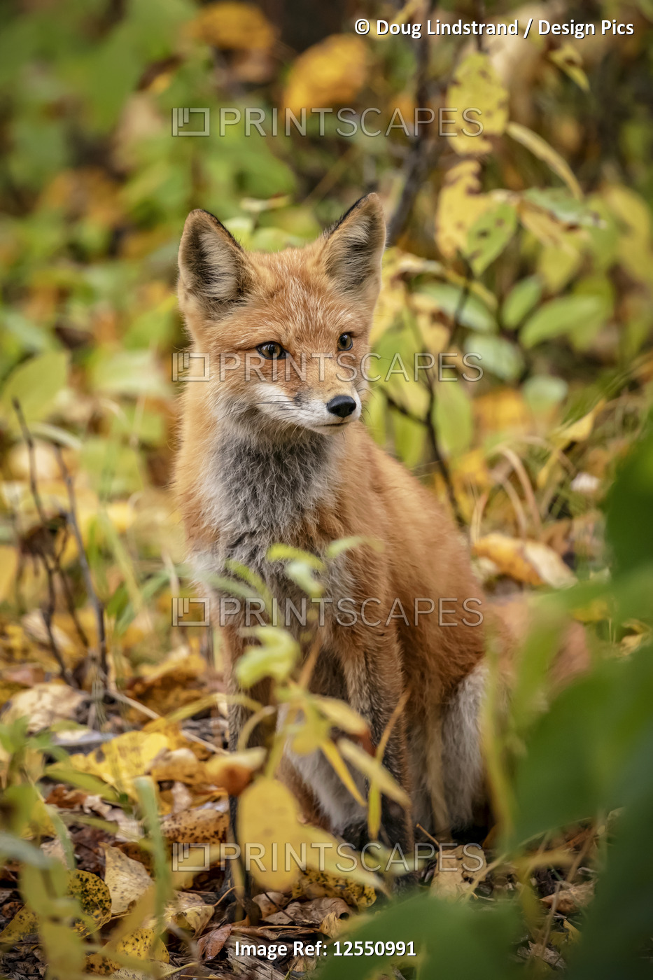 Red fox (Vulpes vulpes) in the Campbell Creek area, South-central Alaska; ...
