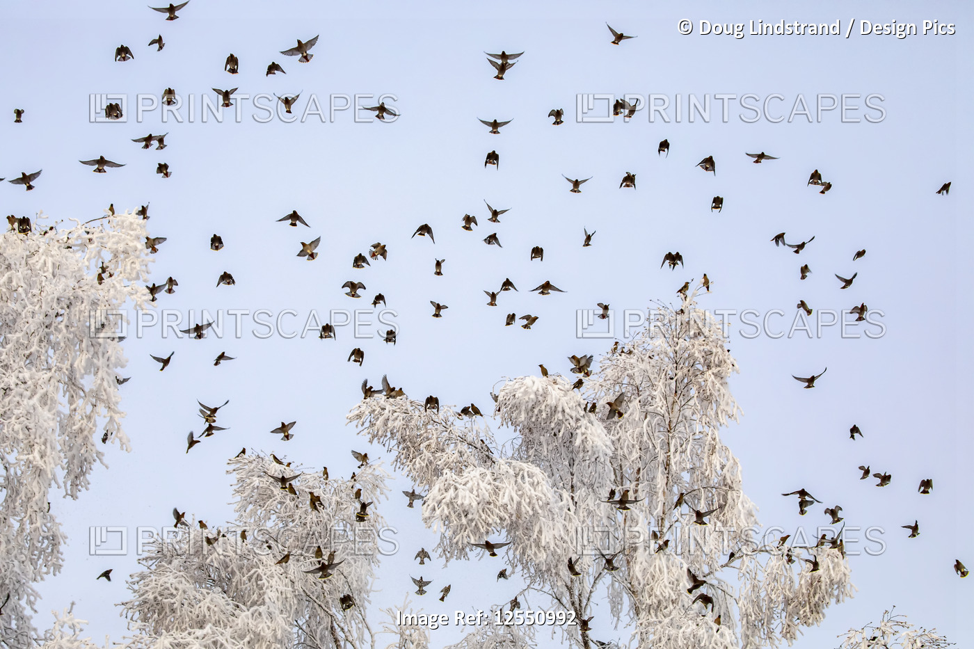 Flock of Bohemian waxwings (Bombycilla garrulus) flying over frosty trees in a ...
