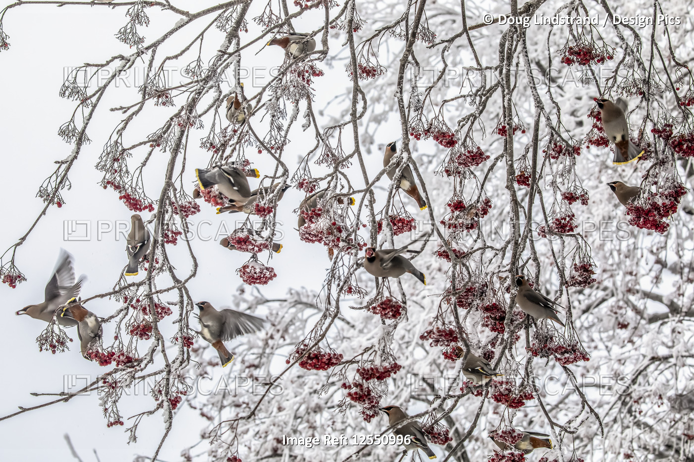 Flock of Bohemian waxwings (Bombycilla garrulus) sitting in a frosty ...