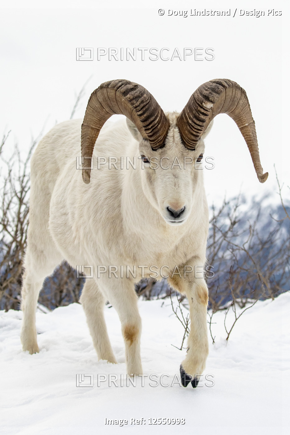 Dall sheep (Ovis dalli) ram roams and feeds in the Windy Point area near the ...