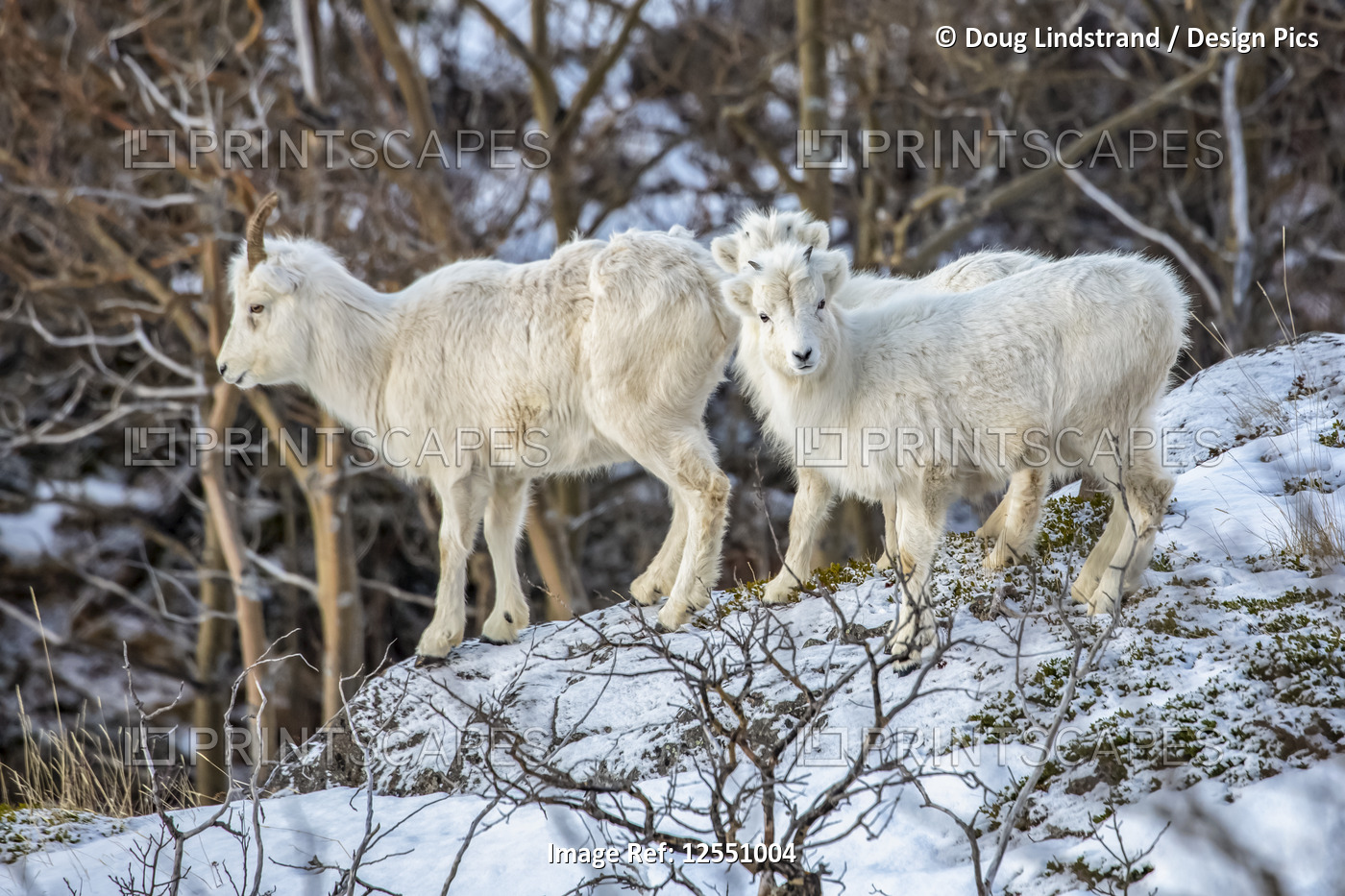 Dall sheep (Ovis dalli) ewe and lambs in the Windy Point area outside Anchorage ...
