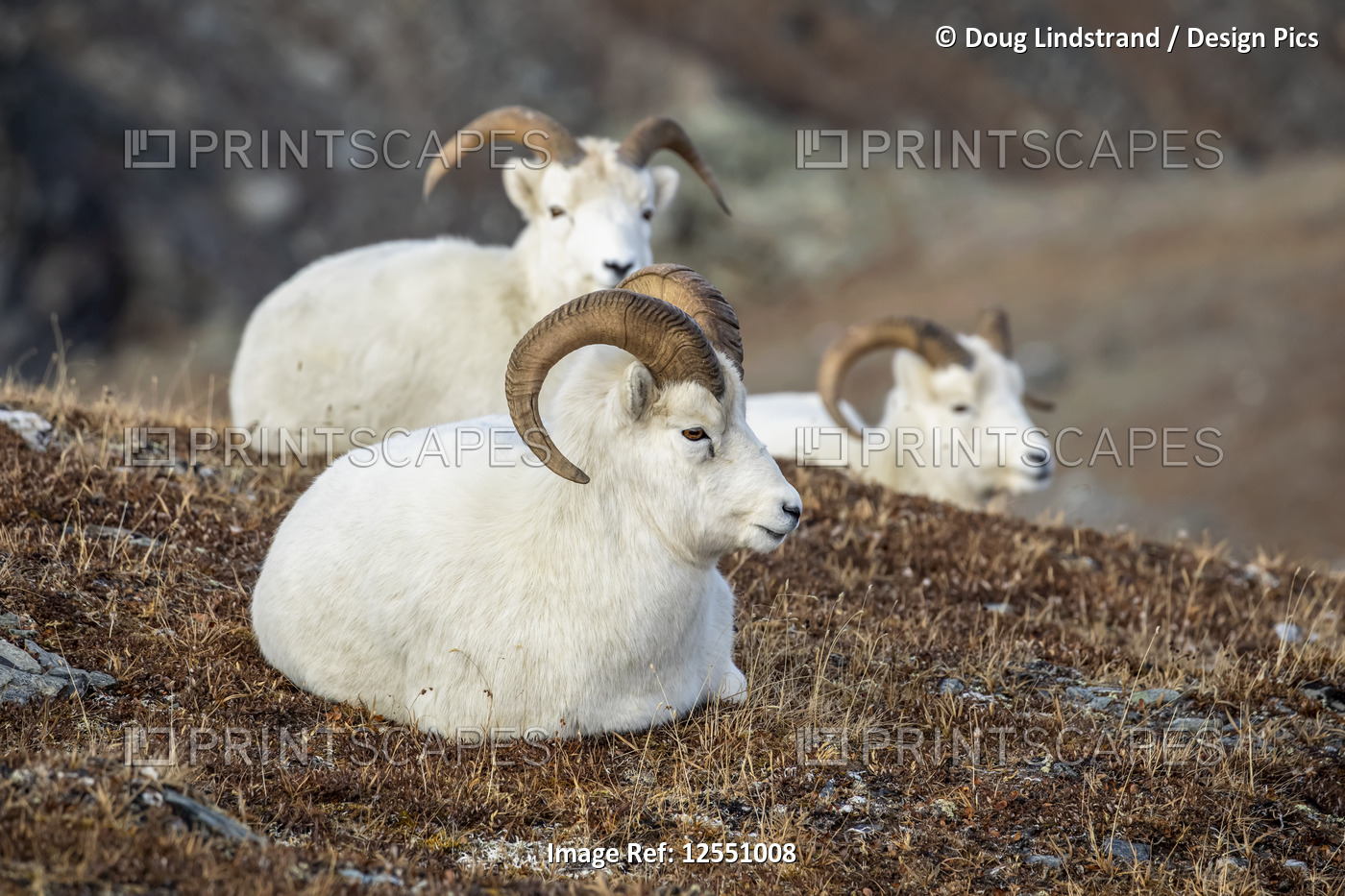 Dall Sheep rams (Ovis dalli) resting on grass in the high country in Denali ...