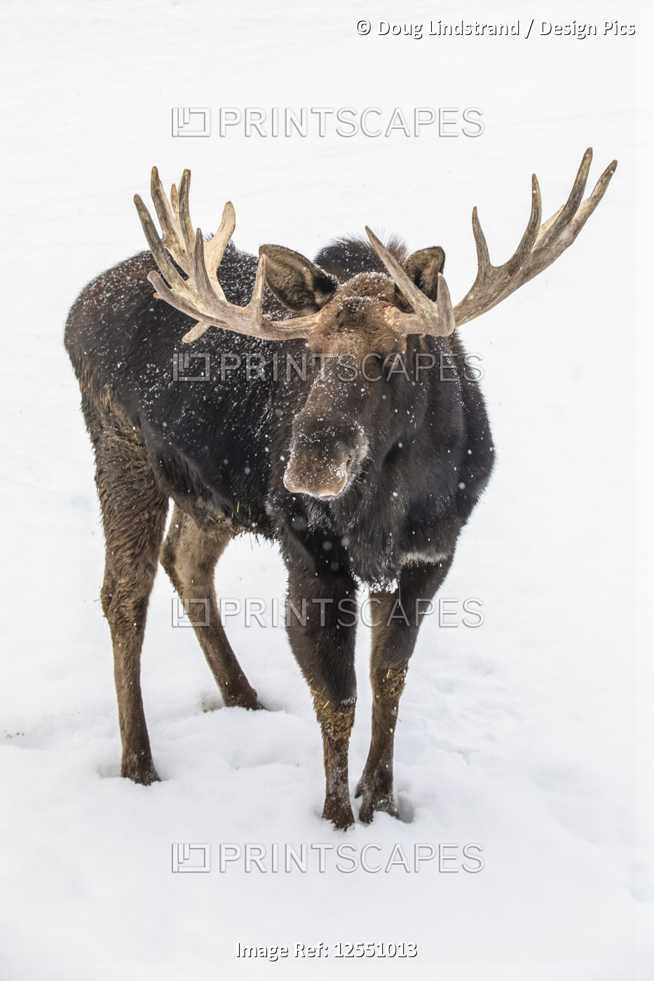 Mature bull moose (Alces alces) with antlers shed of velvet standing in snow, ...