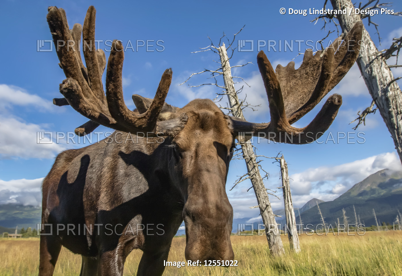 Mature bull moose (Alces alces) with antlers in velvet standing in a field, ...