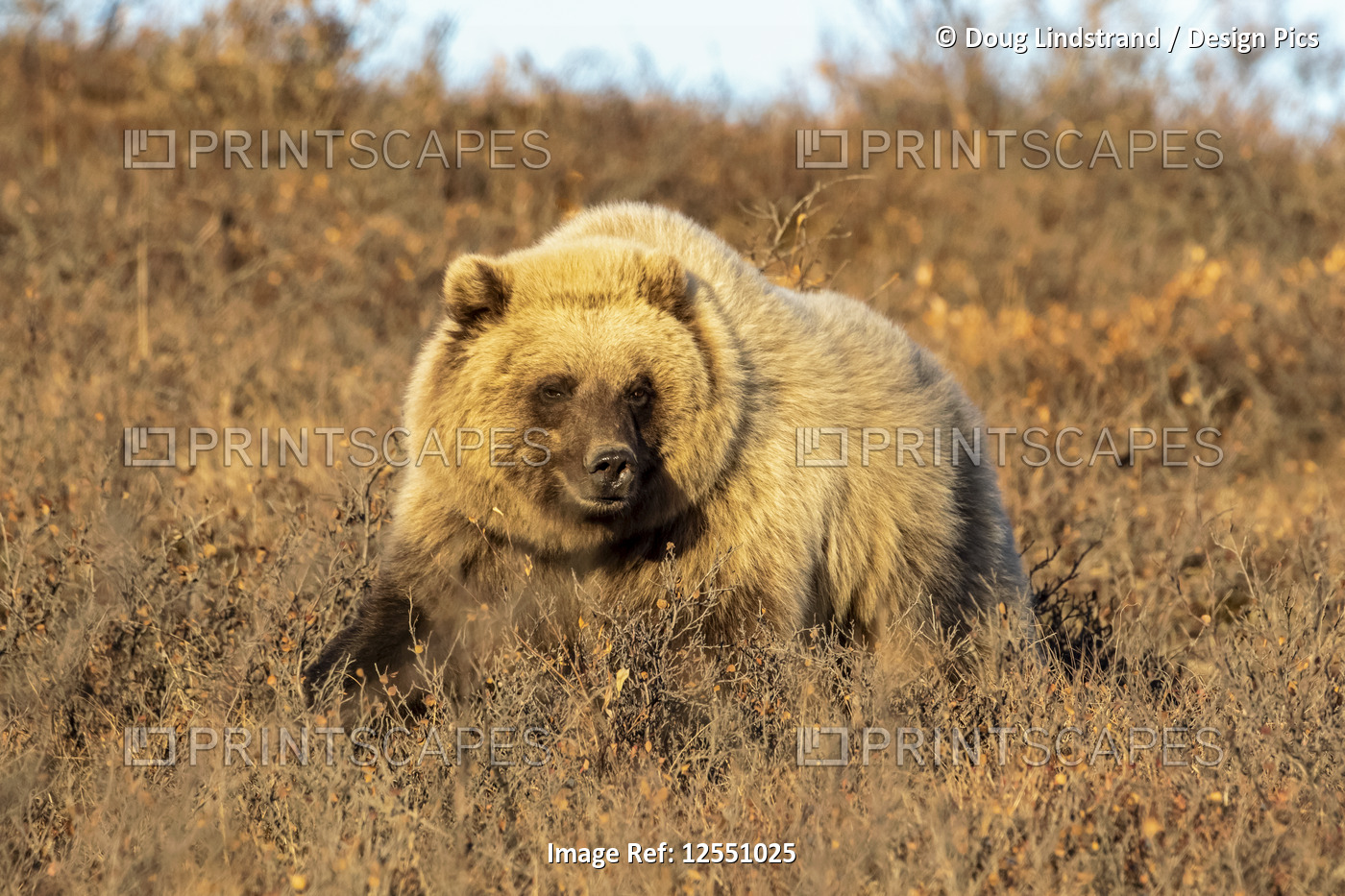 Grizzly bear (Ursus arctos) walking in brown grass looking at the camera, ...