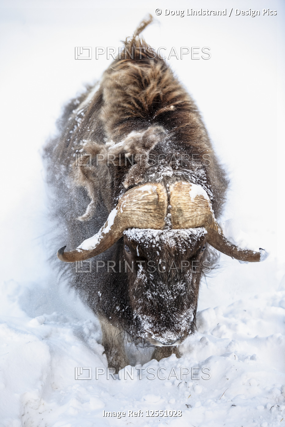 Large bull Muskox (Ovibos moschatus) in winter snowstorm, captive in Alaska ...