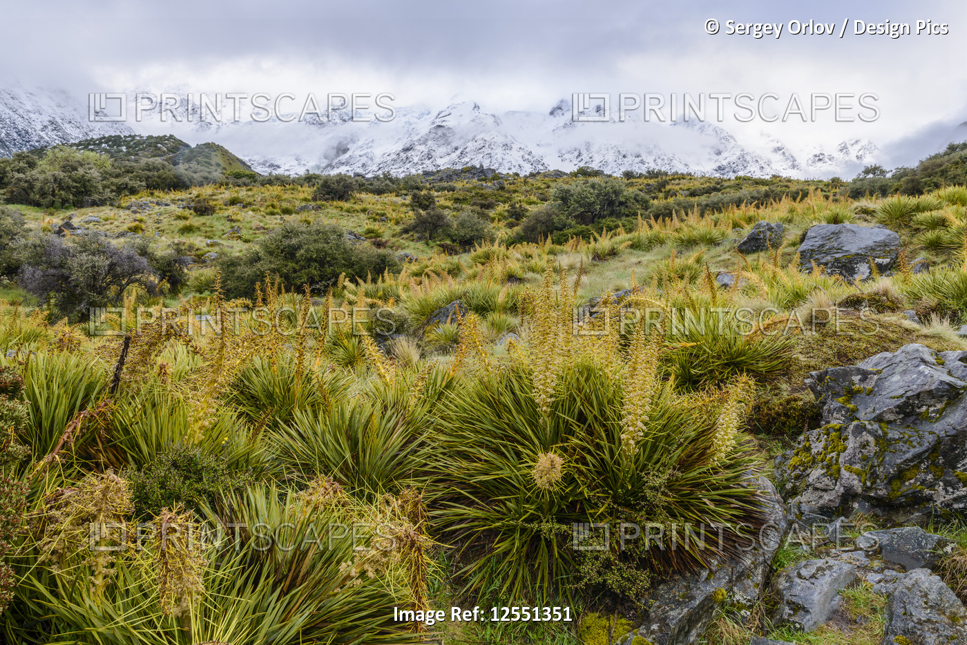 Snowy mountains and spring vegetation along the Hooker Valley Track, Mount Cook ...