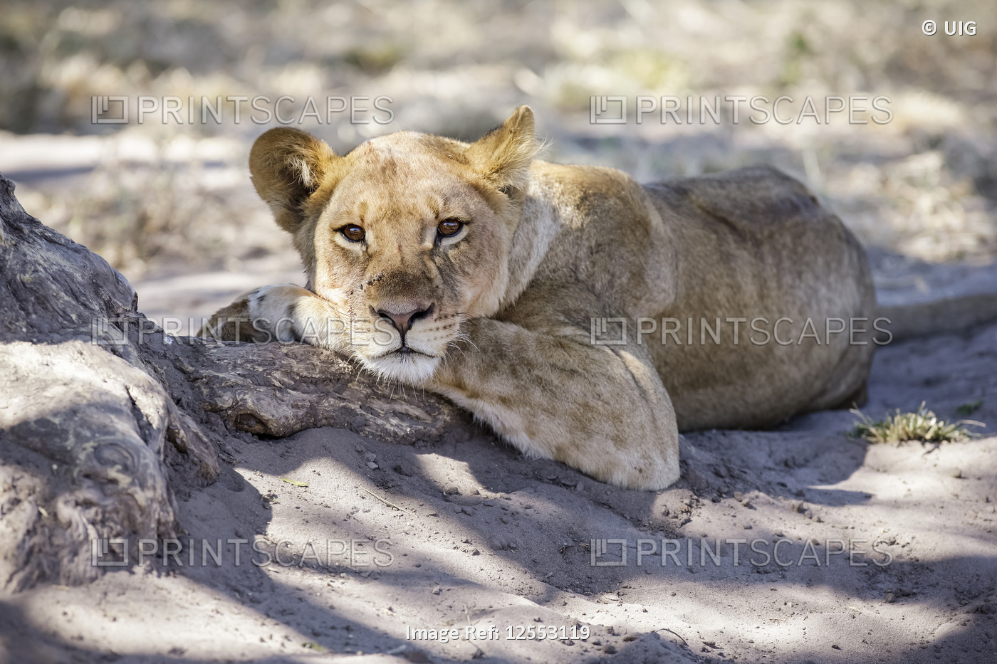 Lion cub in the shade, South Africa
