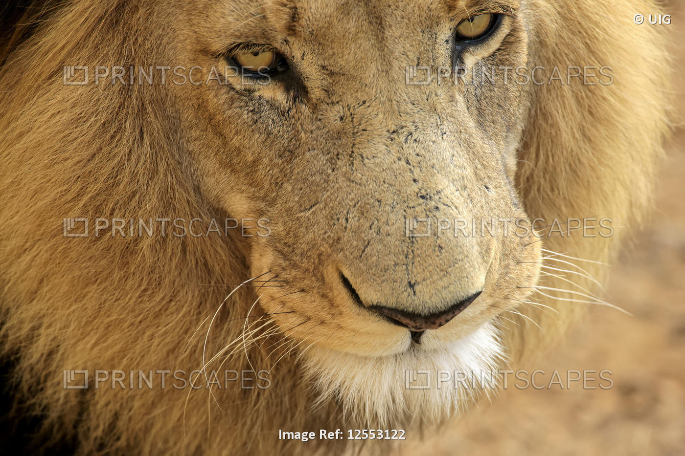 Male Lion, South Africa
