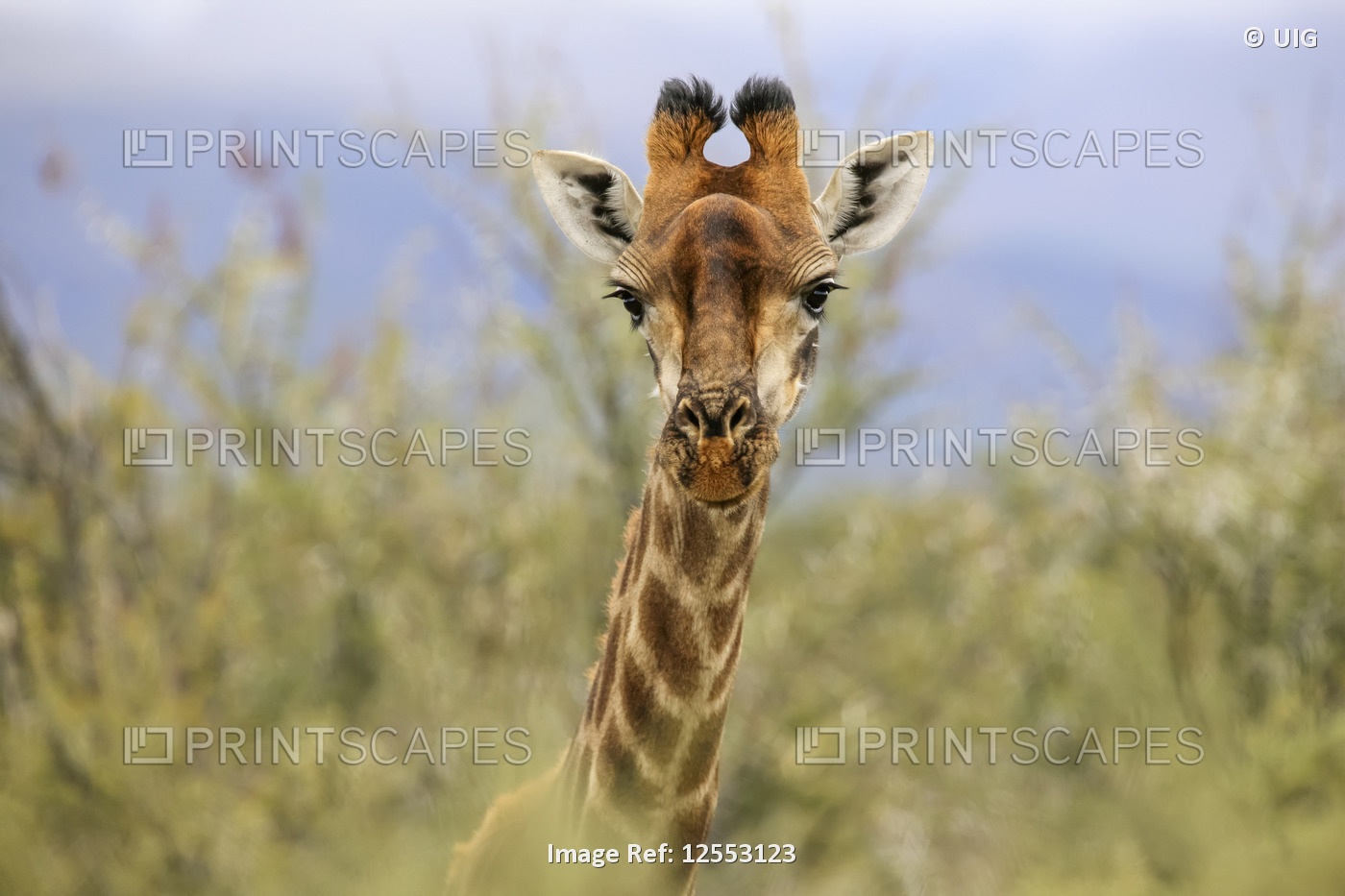 Giraffe, South Africa