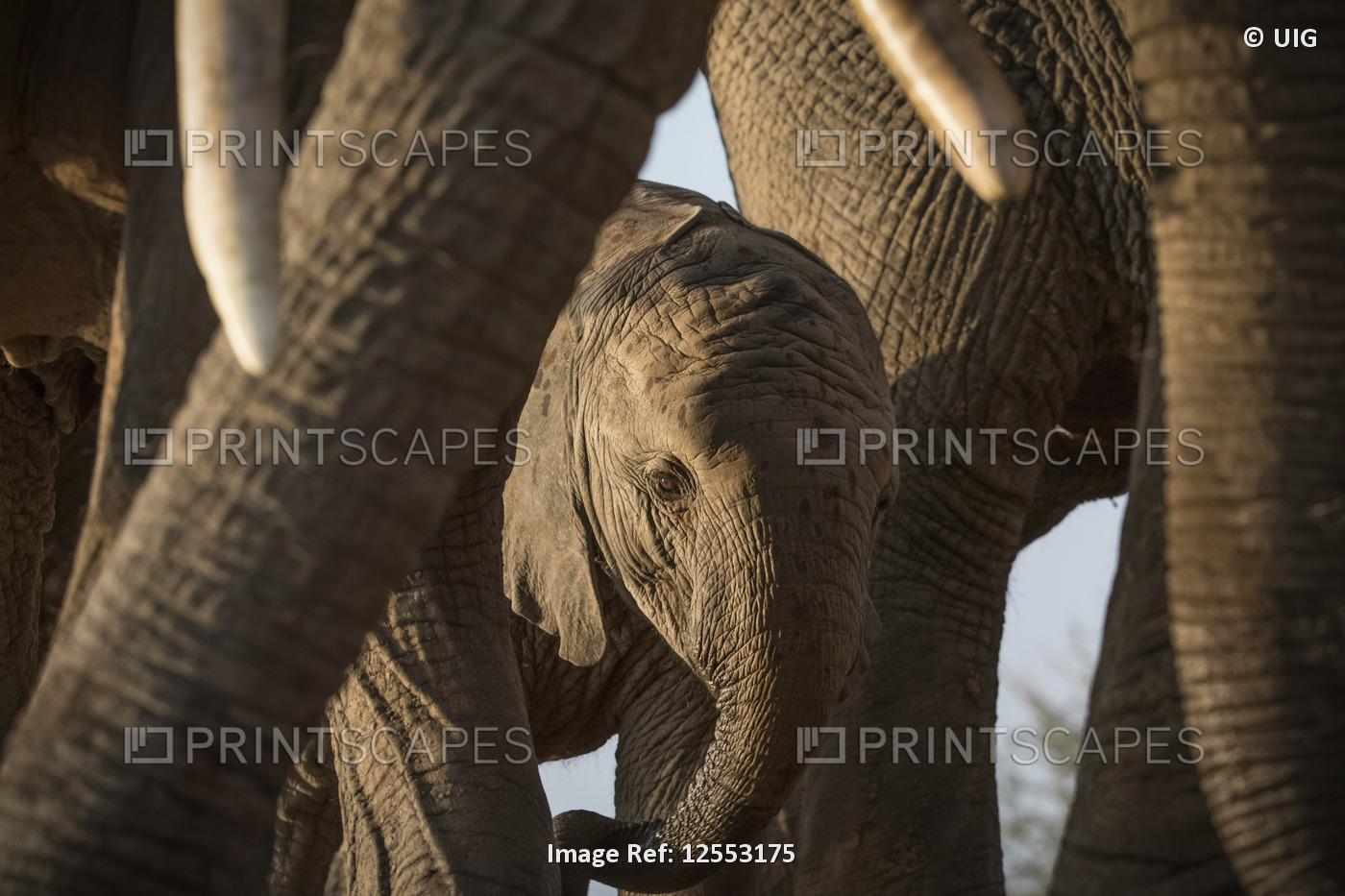 Group of African Elephants with Baby, Madikwe Game Reserve, South Africa