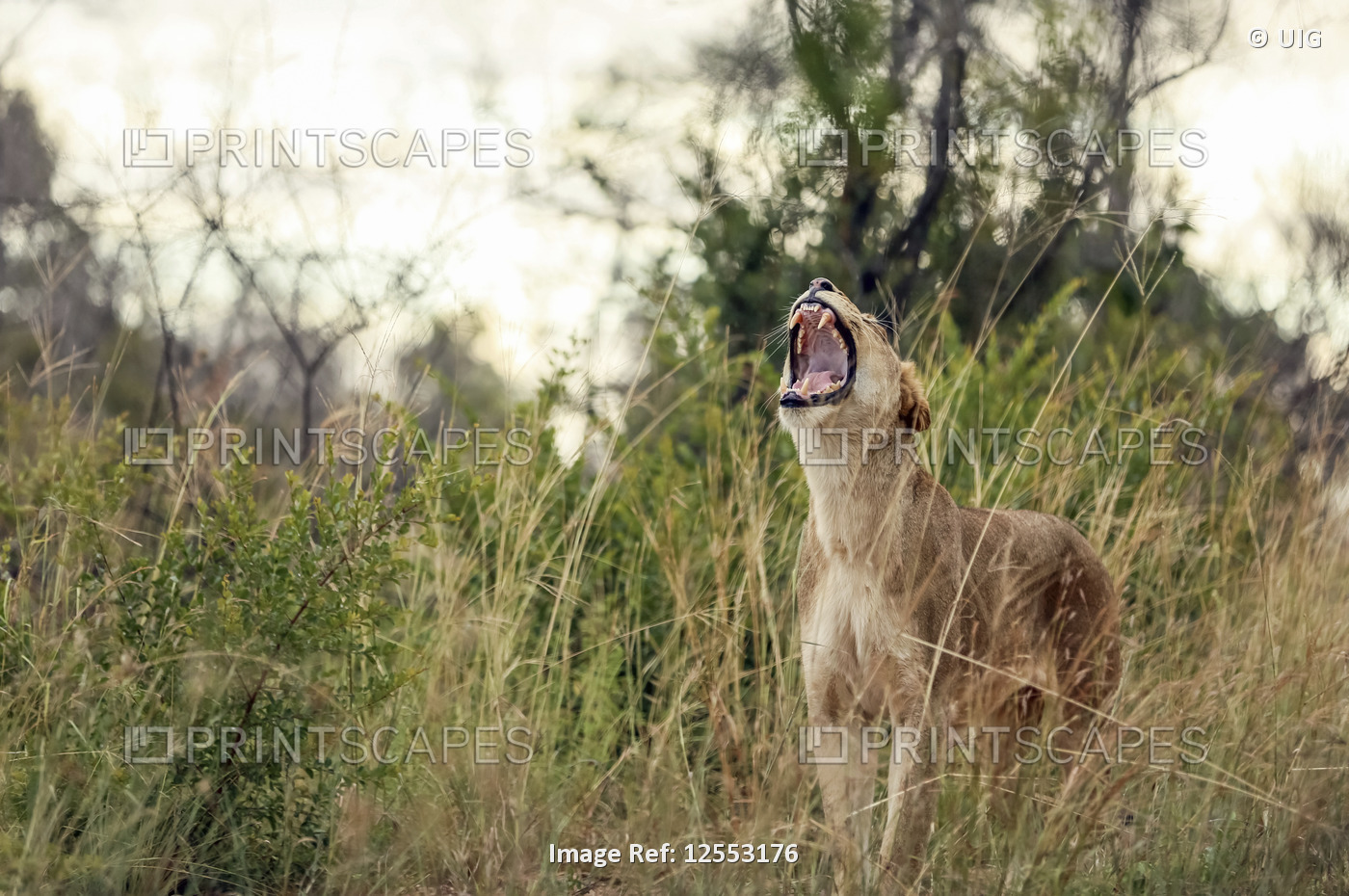 Lioness yawning, Kruger National Park, South Africa