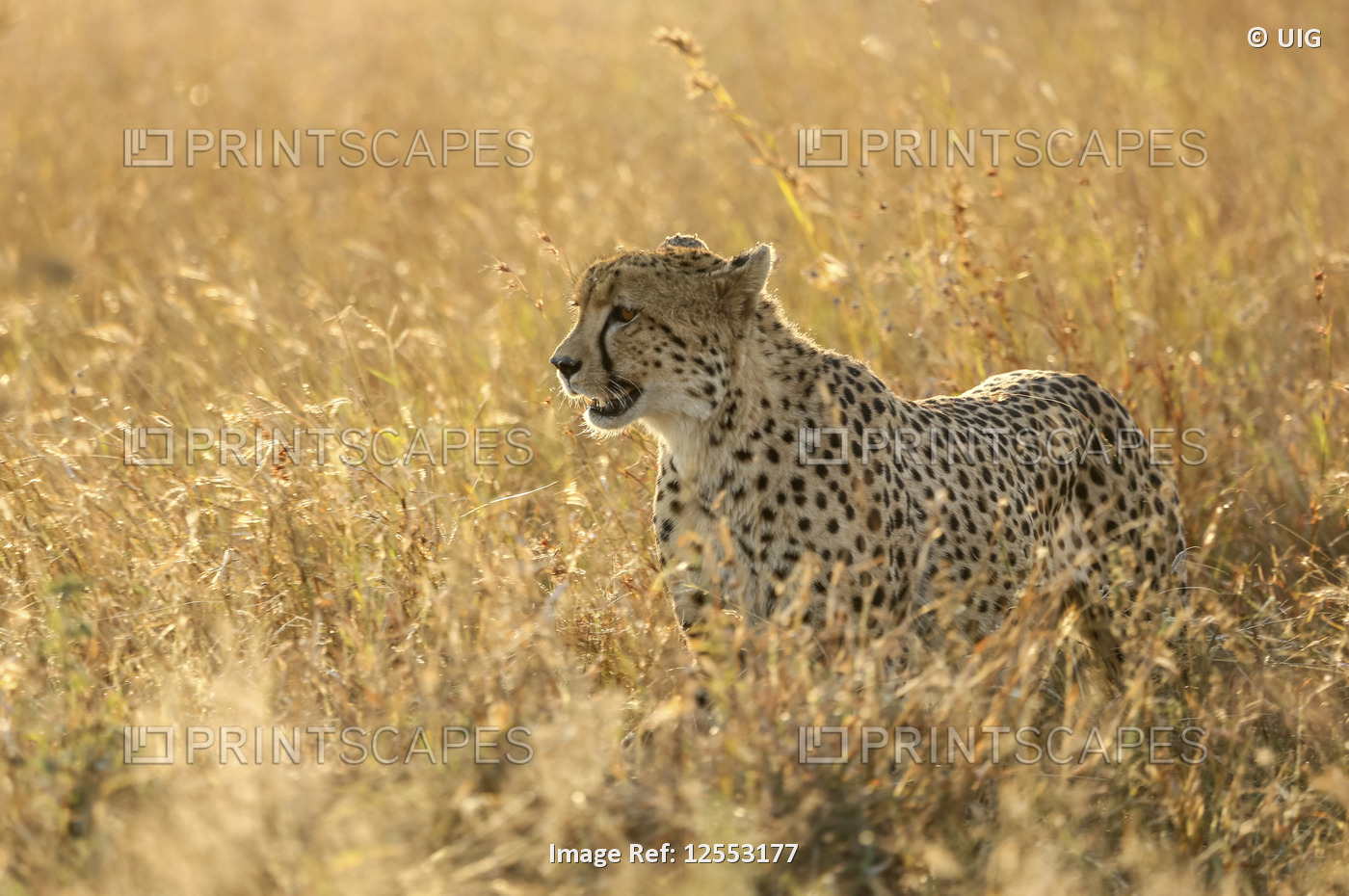 Cheetah in savanna, Kruger National Park, Lower Sabie, South Africa