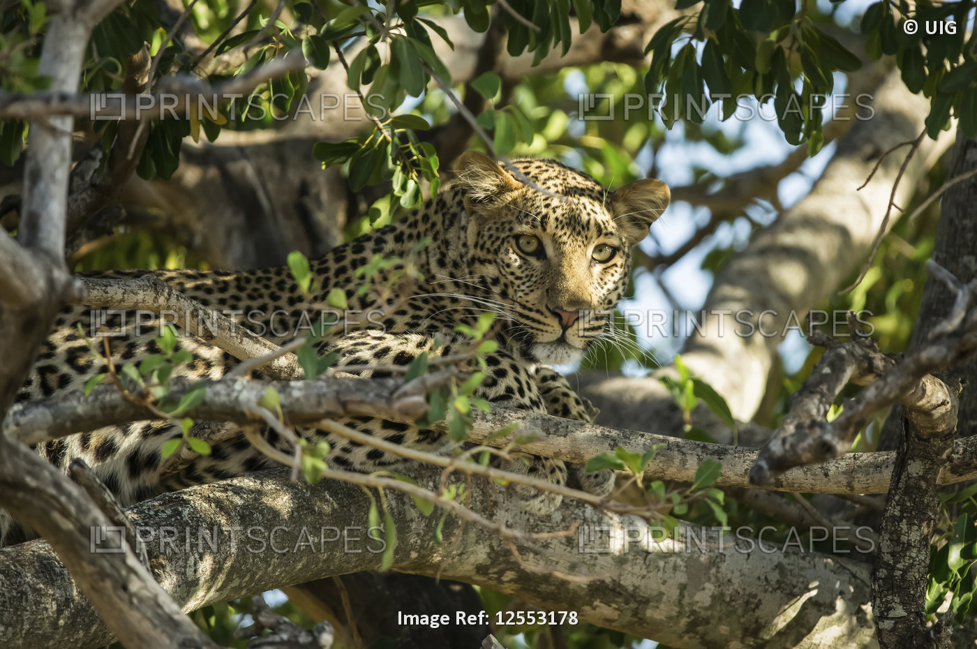 Leopard on a branch of a tree, Serengeti National Park, Tanzania