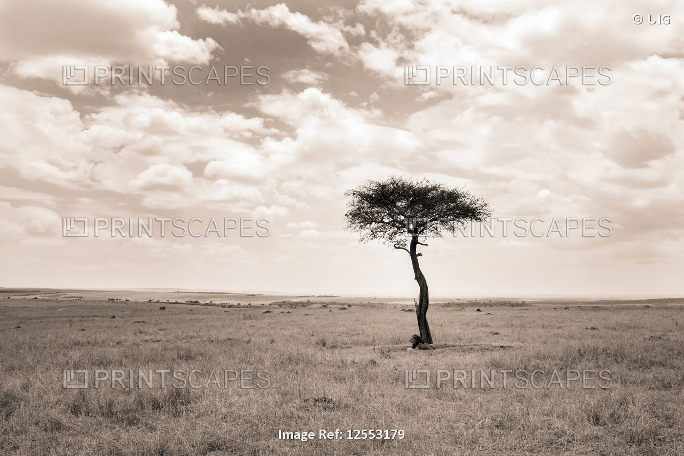 Tree on the plains, Masai Mara game reserve, Kenya