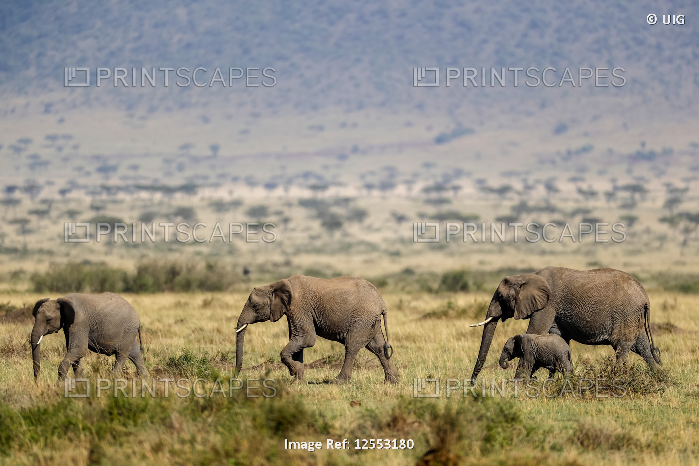 Group of African Elephants in savanna field, Masai Mara game reserve, Kenya
