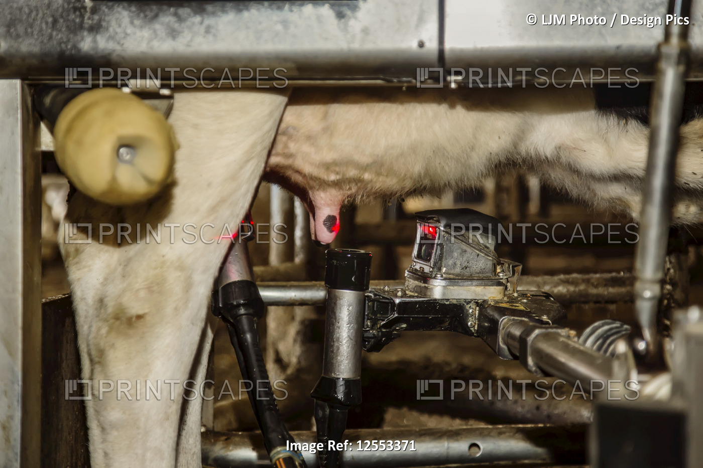Close-up of Holstein cow teats and milking cups using lasers for automated ...