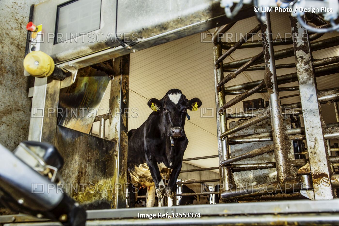Holstein cow looking out of a milking stall waiting to be milked using ...
