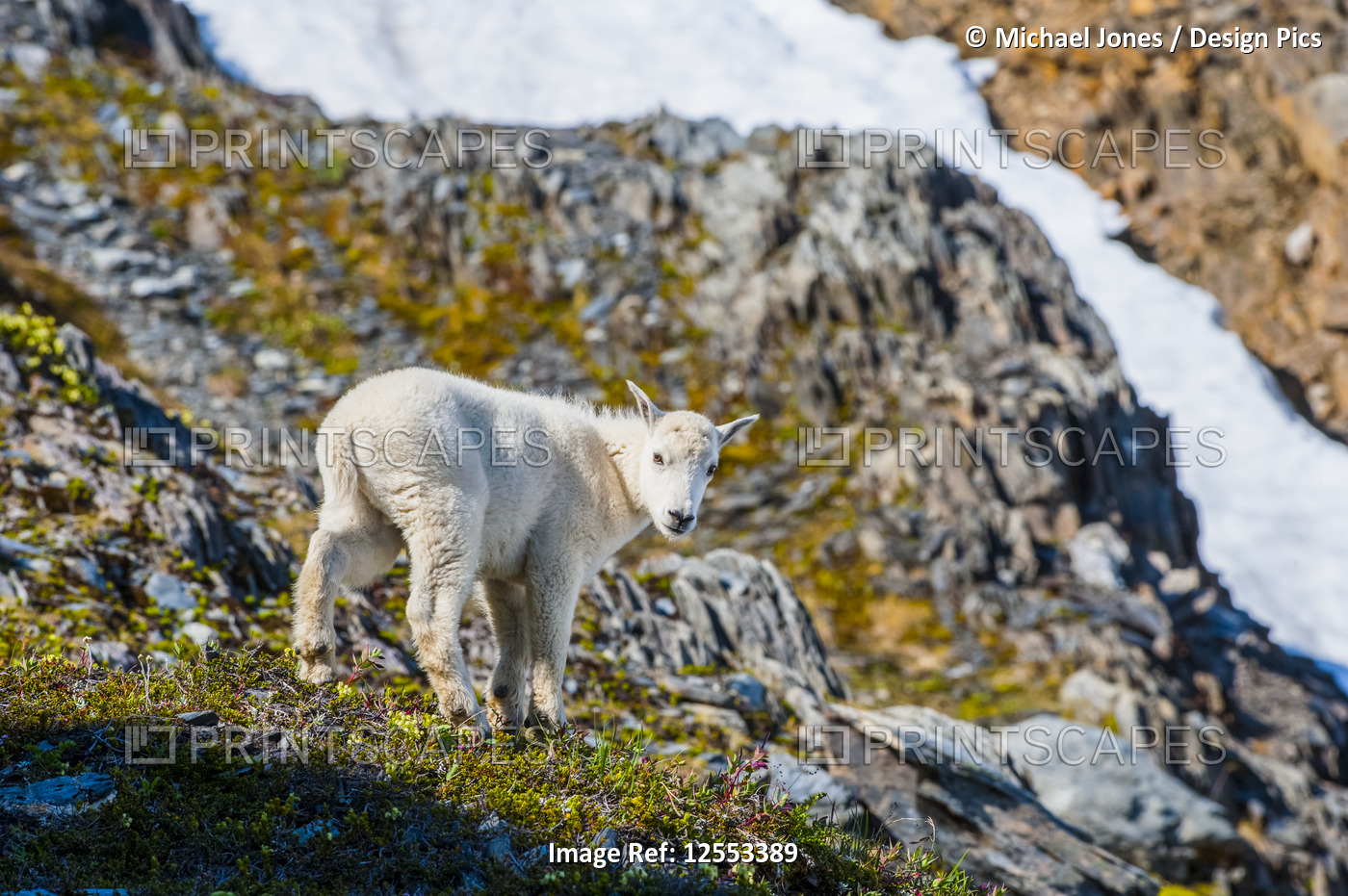 Close-up of a Mountain goat (Oreamnos americanus) kid in Kenai Fjords National ...
