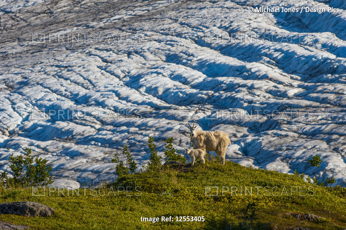 A Mountain goat (Oreamnos americanus)  family walking on tundra with Exit ...